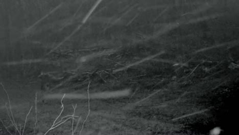 Whitetail-deer-walking-along-a-game-trail-in-a-clearing-in-the-woods-on-a-snowy-winter-night-in-the-Midwest