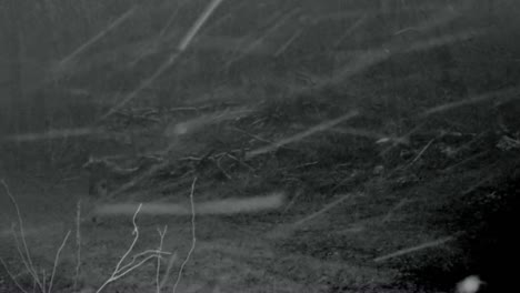 whitetail deer walking along a game trail in a clearing in the woods on a snowy winter night in the midwest