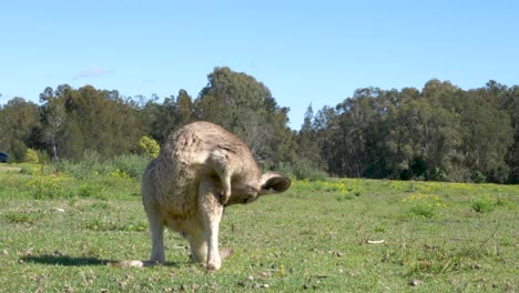 Ein-Junges-Känguru-Joey-Steht-Auf-Einer-Wiese-Und-Kratzt-Mit-Seinem-Maul-Und-Seinen-Pfoten-An-Einer-Juckenden-Stelle