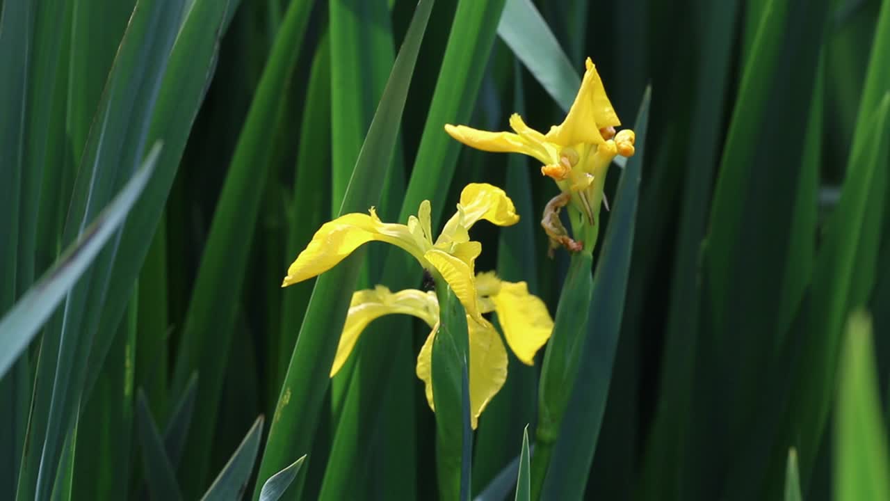 Yellow Iris or Yellow Flag, Iris pseudacorus, flowering at pond margin in late Spring. UK