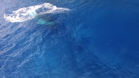 ballena jorobada saltando y causando salpicaduras en la superficie del mar azul