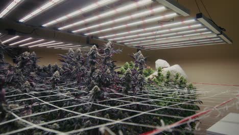 indoor cannabis grow operation