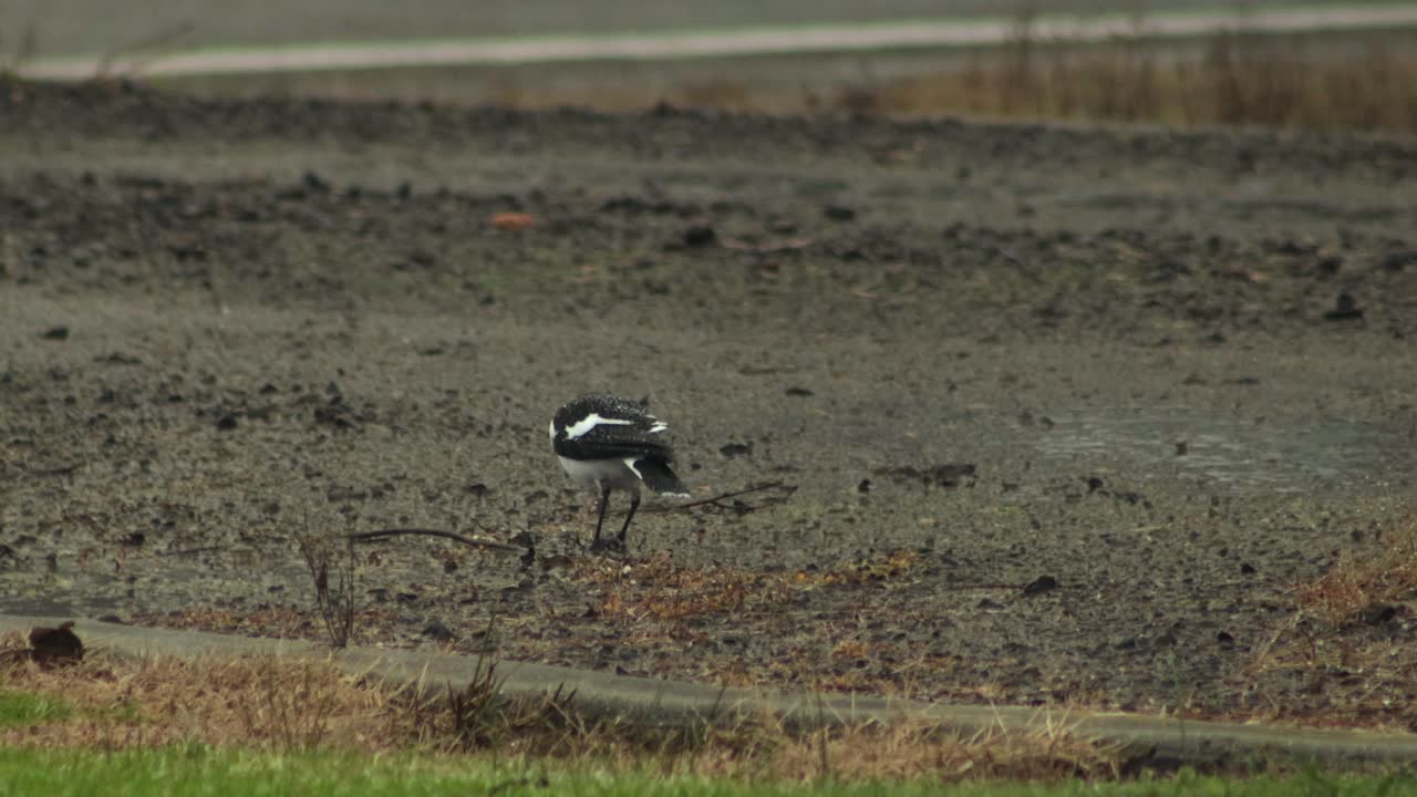 Magpie-Lark Pecking Foraging Gravel Driveway In The Rain, Overcast Daytime Maffra, Gippsland, Victoria, Australia