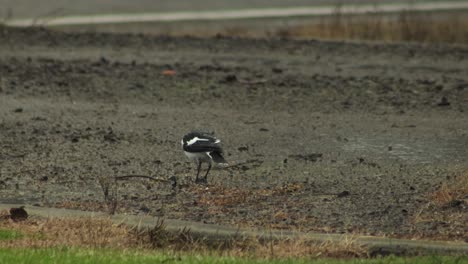 magpie-lark pecking foraging gravel driveway in the rain, overcast daytime maffra, gippsland, victoria, australia