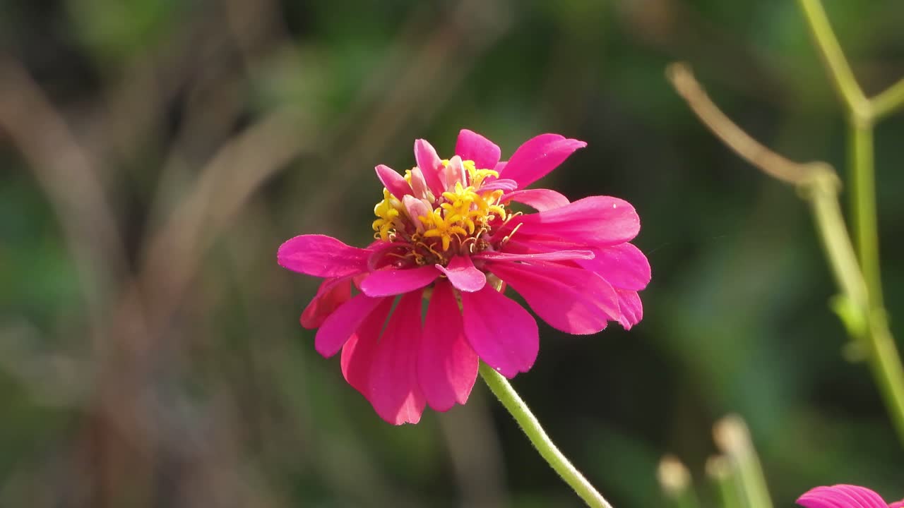 flor de zinnia común en casa
