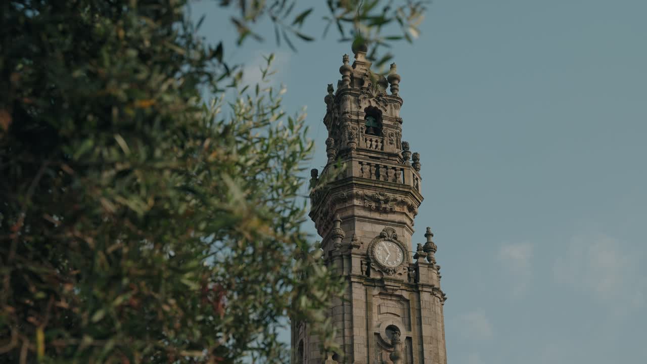 torre dos clérigos clock tower in porto seen behind olive branches at sunrise