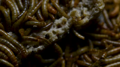 the mealworm is a species of darkling beetle used to feed pets like fish, snakes, birds, and frogs