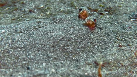 flounder-well-camouflaged-in-matching-color-sand