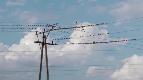 muchos pájaros se sientan en cables de alto voltaje