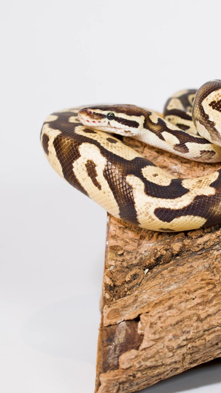 Close-up kogelpython rustig opgerold op een houten zitstok, minimale beweging, heldere studiolicht