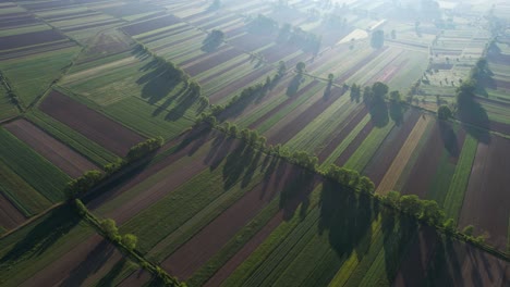 morning sunrays illuminate the spring fields with beautifully sown parcels and towering green trees surrounding, embracing agriculture