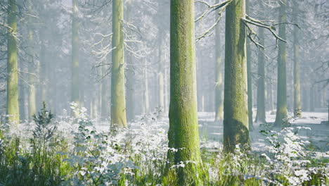 lush green trees in serene forest with soft snow covering ground