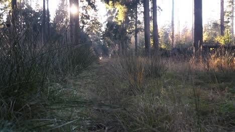 sunlight path through forest