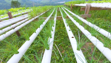 video of natural organic vegetables and plants grow in smart farm or greenhouse, growing onion at home in plastic pipes, healthy and proper nutrition, biological research and explore