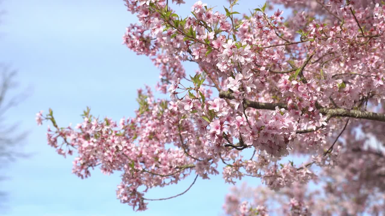 Un albero di sakura in piena fioritura in un parco urbano