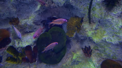 peces en un acuario