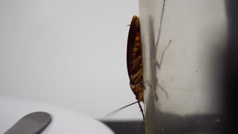 cucaracha caminando sobre un vaso sucio y vacío en la mesa