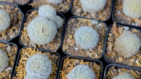 vista aérea de pequeños cactus en ollas, mostrando sus texturas y disposición únicas en un entorno de invernadero