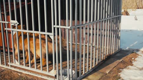 Large-brown-dog-walks-in-a-metal-cage