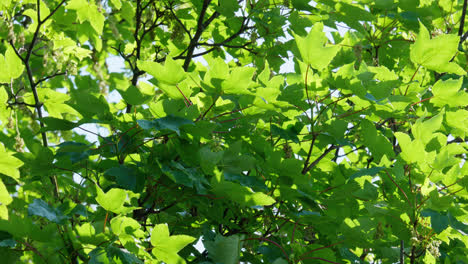 sycamore leaves