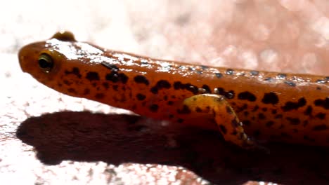 extreme closeup of the side of a long-tailed salamander while it is walking slowly