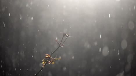 nighttime rain falls on budding branch, moody, romantic drops
