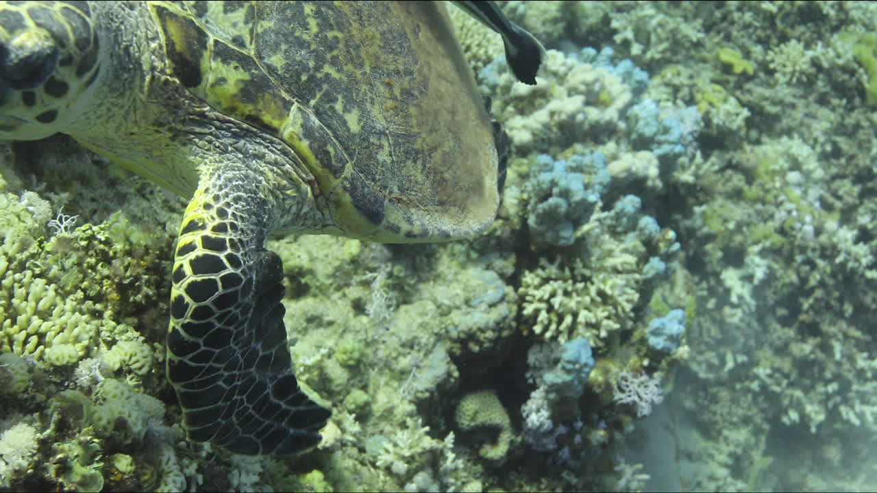 Turtle accompanied by Remora Fish by the Coral Reef of The Red Sea of Egypt shot on 4K