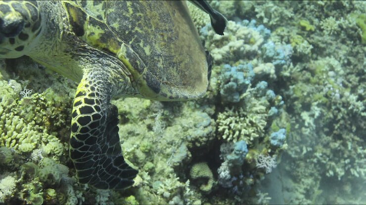 Turtle accompanied by Remora Fish by the Coral Reef of The Red Sea of Egypt shot on 4K