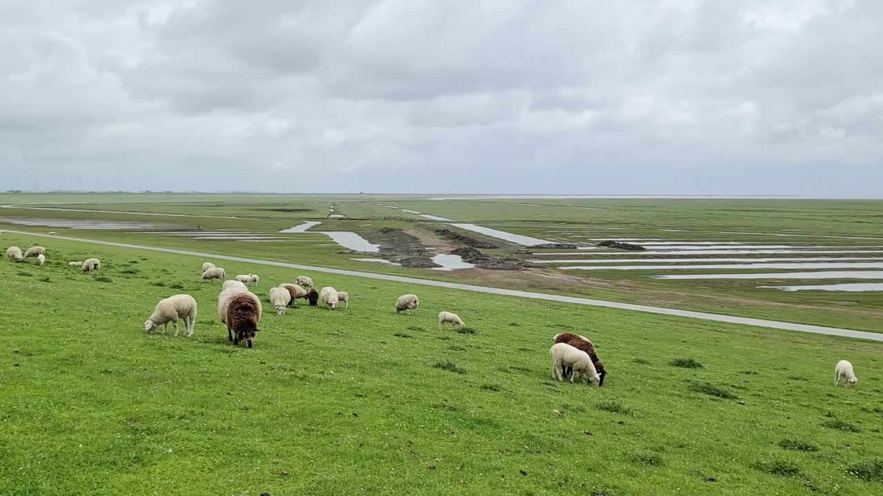 Sheep on a green dike at the North Sea near Husum.