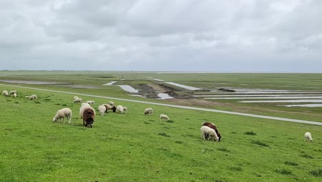 sheep on a green dike at the north sea near husum.