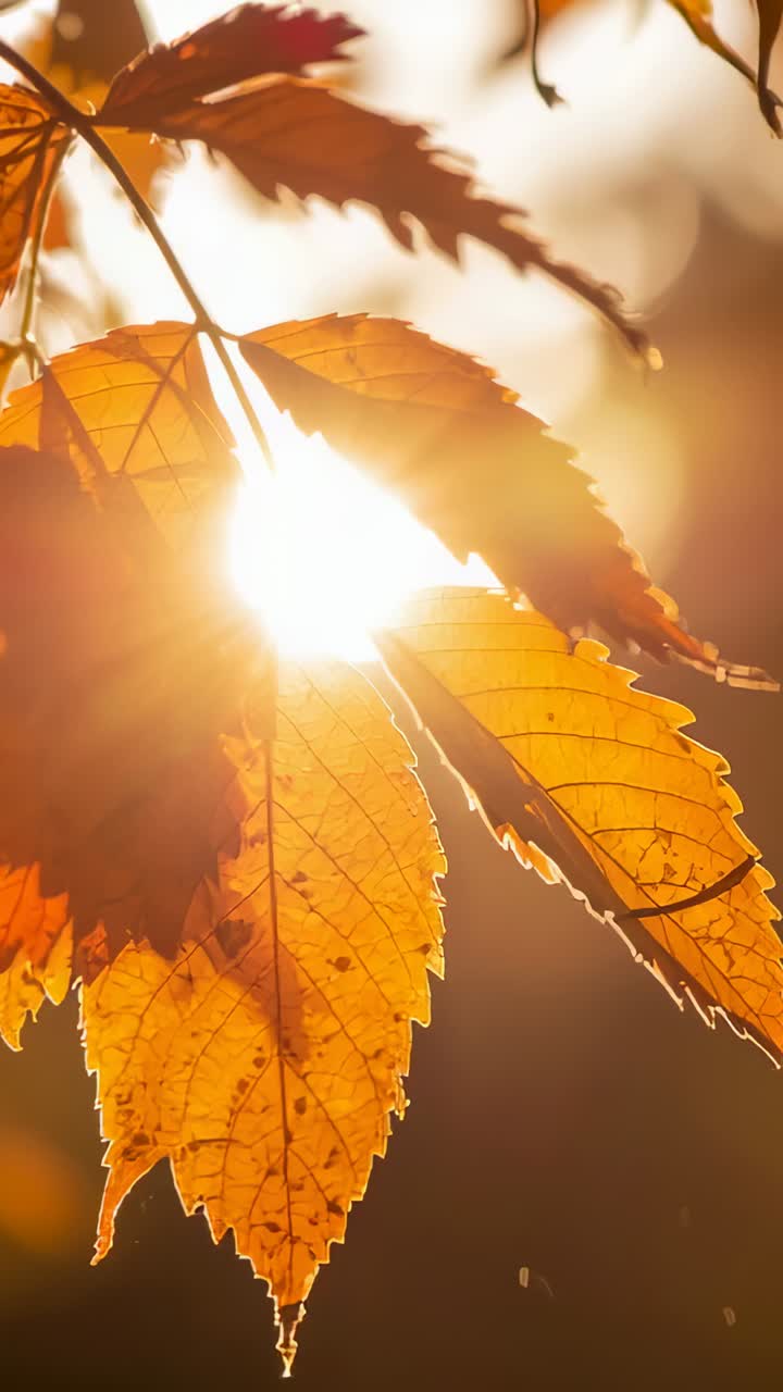Vertical video: Breeze causing autumn leaves swaying on forest branch, light flickering droplets