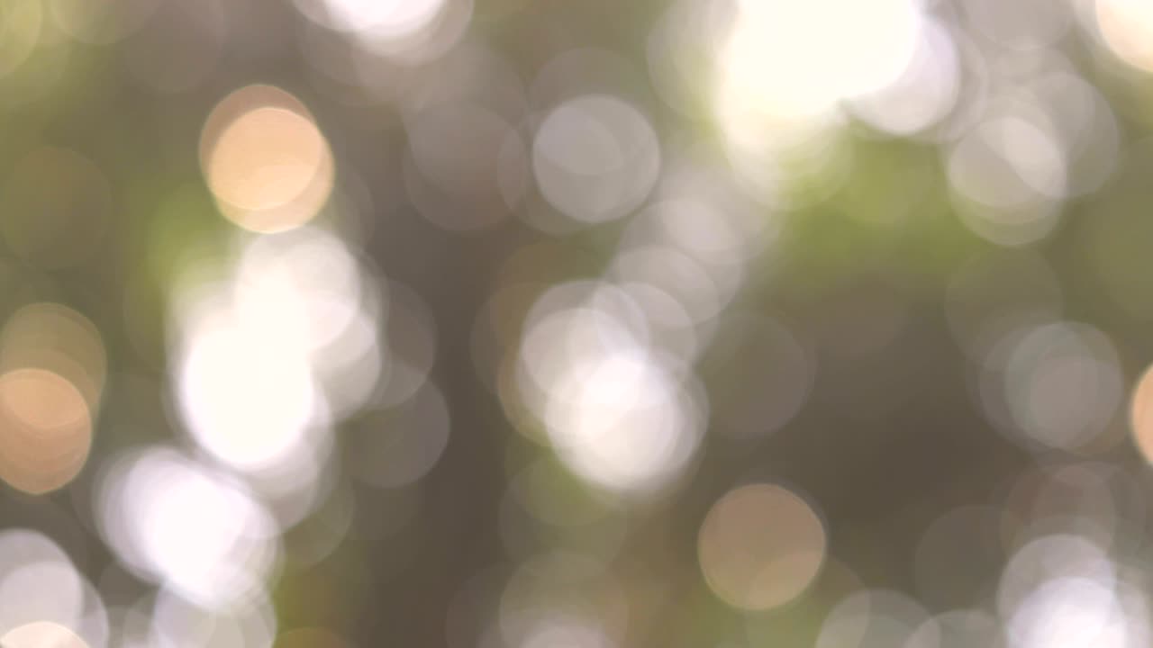 추상적인 자연 보케 태양 아래의 나무, 4k dci 해상도