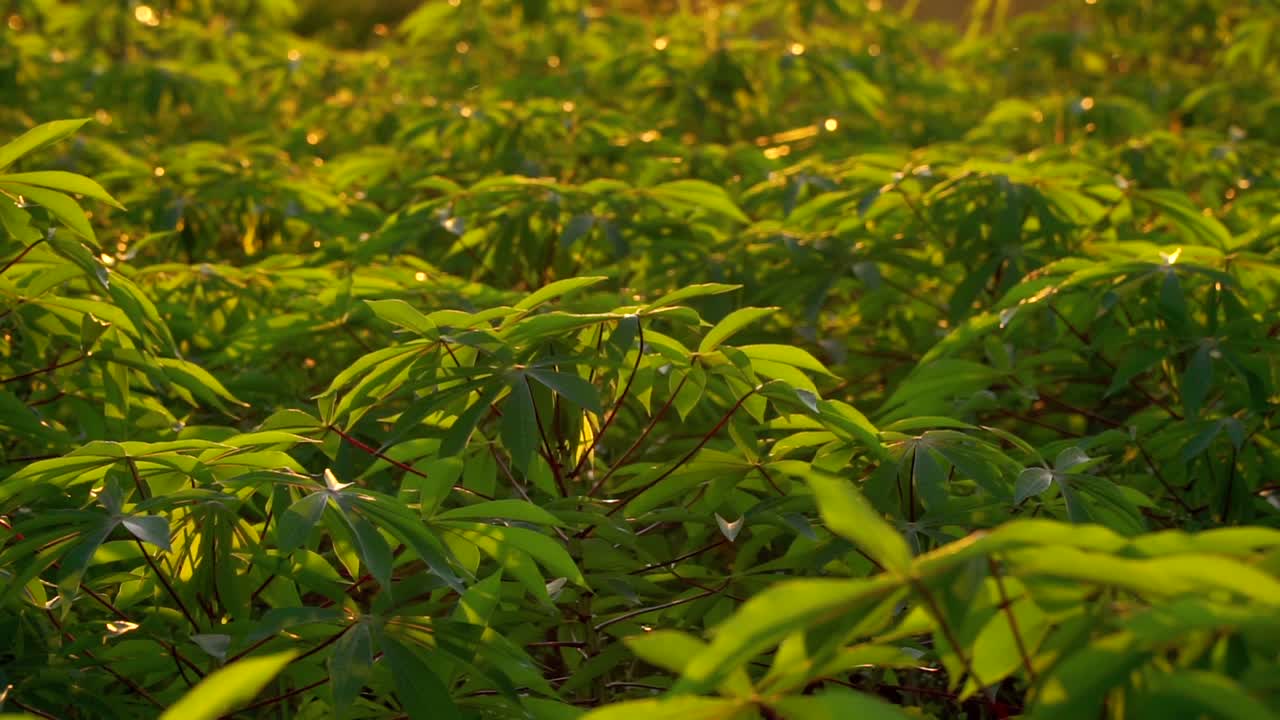 Cassava plant leaves blowing in wind at sunrise with butterfly – close up view