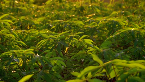 cassava plant leaves blowing in wind at sunrise with butterfly – close up view