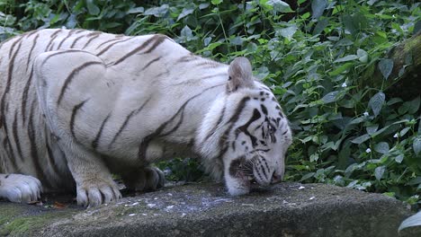 Un-Tigre-Blanco-Comiendo-Pescado-Fresco-En-La-Roca-Cerca-De-Las-Plantas-Verdes-En-El-Zoológico---Toma-De-Primer-Plano