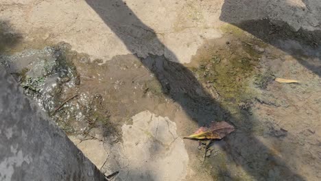 fresh water is spilling on the pavement creating living organisms like algae or lichen and making surface slippery