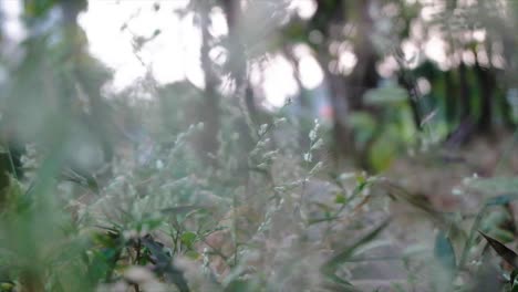 close-up,-green-grass-in-the-wind-with-background-blur