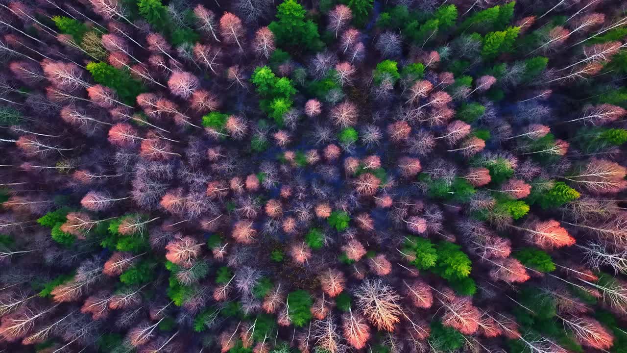 Aerial view of Latvian forest in early spring, colorful treetops forming a natural abstract pattern