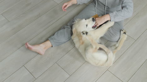 the owner combs the fur of his beloved dog, sitting on the floor in the house