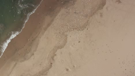 looking down on birds landing on the beach of santa cruz