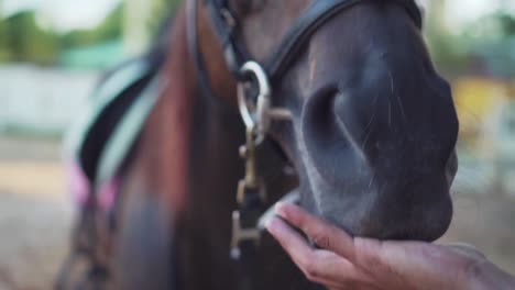 Primer-Plano-De-Alimentar-A-Un-Caballo-Marrón-Oscuro-De-Un-Ojo-Con-Zanahoria