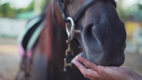 primer plano de alimentar a un caballo marrón oscuro de un ojo con zanahoria