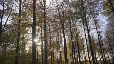 Autumnal-forest,-dolly-view-through-autumn-trees