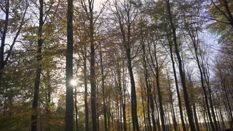bosque otoñal, vista de carro a través de los árboles de otoño