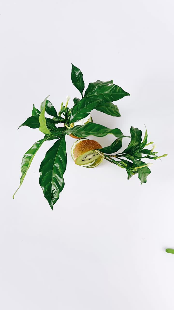 Creative Arrangement of Plants and Fruit