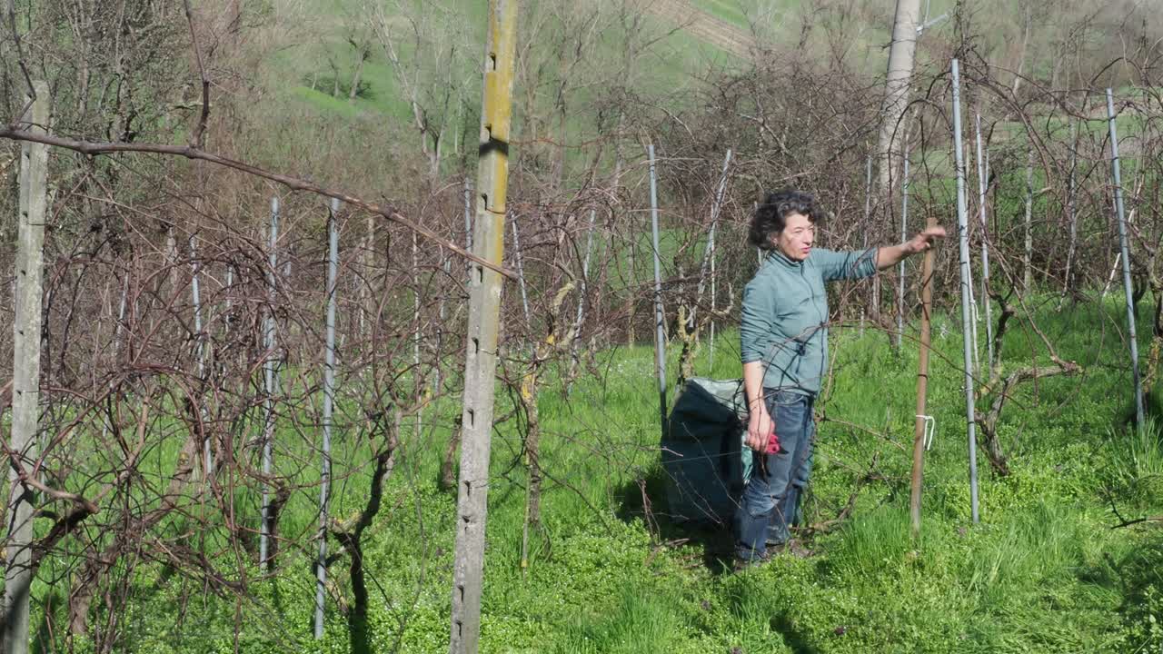 Woman farmer using scissors to prune grapevines in late winter vineyard near Castell’Arquato, Italy, slow motion static shot