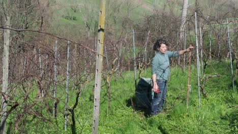 woman farmer using scissors to prune grapevines in late winter vineyard near castell’arquato, italy, slow motion static shot