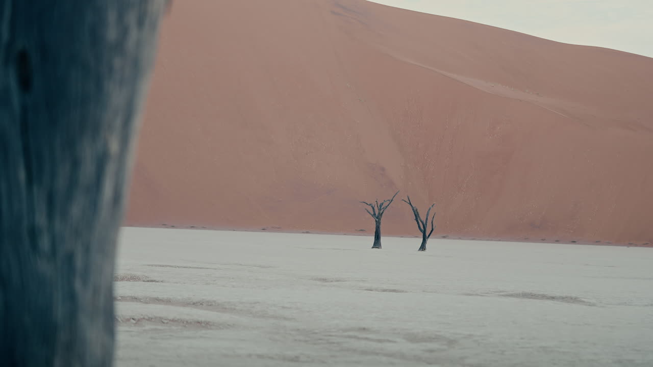 Dead Trees in the Namibian Desert
