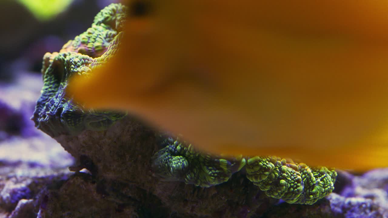 Lobophyllia coral in green, yellow, and purple tones under actinic light with a passing yellow tang fish