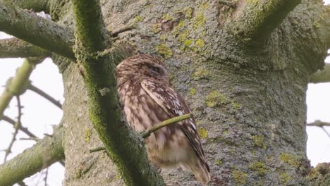 brown little owl perched on tree branch looking around
